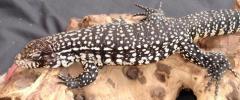 Sub Adult Argentine Black & White Tegus