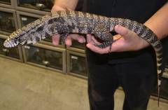 Medium Argentine Black & White Tegus