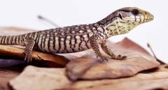 Baby Savannah Monitors