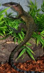 Small Peach Throat Monitors