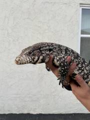Adult Argentine Black & White Tegus