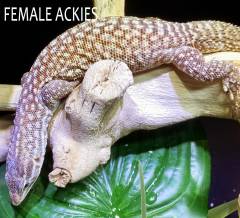 Adult Female Red Ackies Monitor