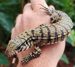 Baby "Tribrid" Tegus (blue x red x black & white)