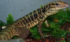 Small Gold Tegus