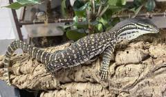 Small Argus Monitors