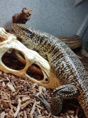 Sub Adult Gold Tegus