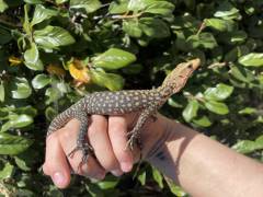 Baby Yellow Monitors