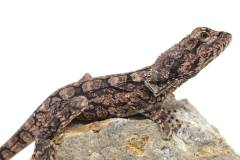 Small Frilled Dragons