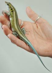 African Rainbow Skinks