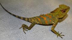 Small Crested River Dragons