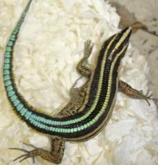 Neon Blue Gliding Lizards