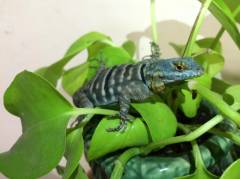 Sub Adult Baja Blue Rock Lizards