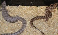 Madrean Alligator Lizards
