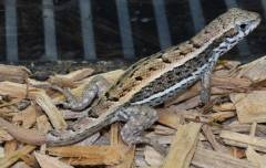 Jeweled Curly Tail Lizards w/regrown tails
