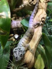Bromeliad Arboreal Alligator Lizards