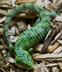 Medium Mexican Alligator Lizards