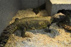 Dispar Uromastyx (Sudan)