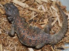 Small Uromastyx ocellata