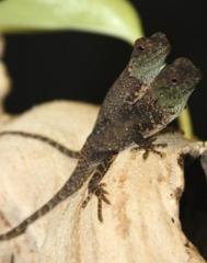 Baby Mountain Horned Lizards