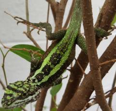 Banana Split Tree Dragons