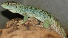 Adult Jeweled Lacertas