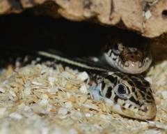 Madagascar Ornate Plated Lizards w/regrown tails