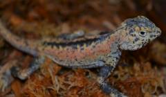 Chinese Toad Headed Agamas