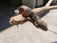 Yucatan Spiny Tailed Iguanas
