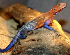 Spiderman Agamas