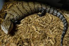 Adult Merauke Blue Tongue Skinks