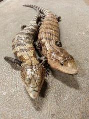 Baby Kei Island Blue Tongue Skinks