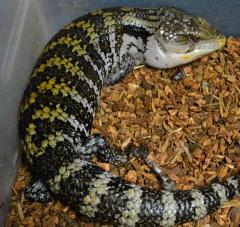 Adult Irian Jaya Blue Tongue Skinks