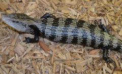 Large Indonesian Blue Tongue Skinks