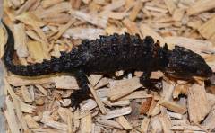 White Eyed Crocodile Skinks w/minor nips, regrown tails