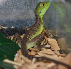 Baby Green Basilisks w/minor nipped tails
