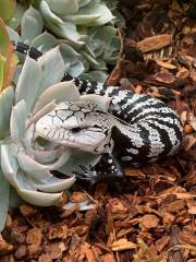 Baby Axanthic Halmahera Blue Tongue Skinks