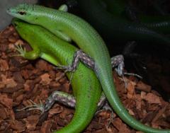 Emerald Tree Skinks