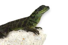 Amboina Sailfin Lizards