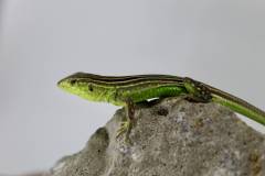 Rainbow Whiptail Lizards