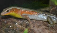 Orange Throated Skinks