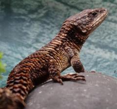 Forest Armadillo Lizards w/minor nip tails