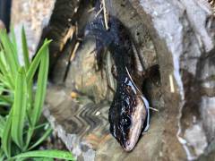 Sulawesi Swamp Skinks