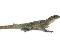 Madagascar Spiny Tailed Iguanas