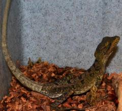 Sub Adult Brown Basilisks