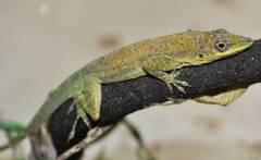 Martinique's Anoles