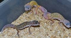 Small Murphy's Patternless Leopard Geckos
