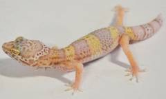 Small Albino Leopard Geckos w/regrown tails
