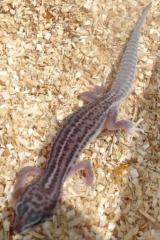 Baby Super Snow Leopard Geckos