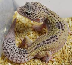 Small Jungle Eclipse Leopard Geckos w/regrown tails