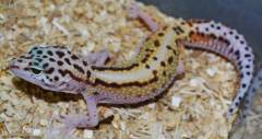 Small Jungle Red Stripe Leopard Geckos